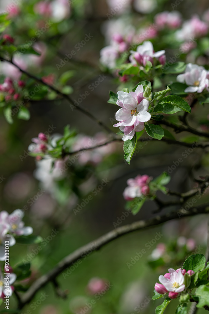 White flowers of an apple tree on a twig.
White flowers of an apple tree on a twig.
