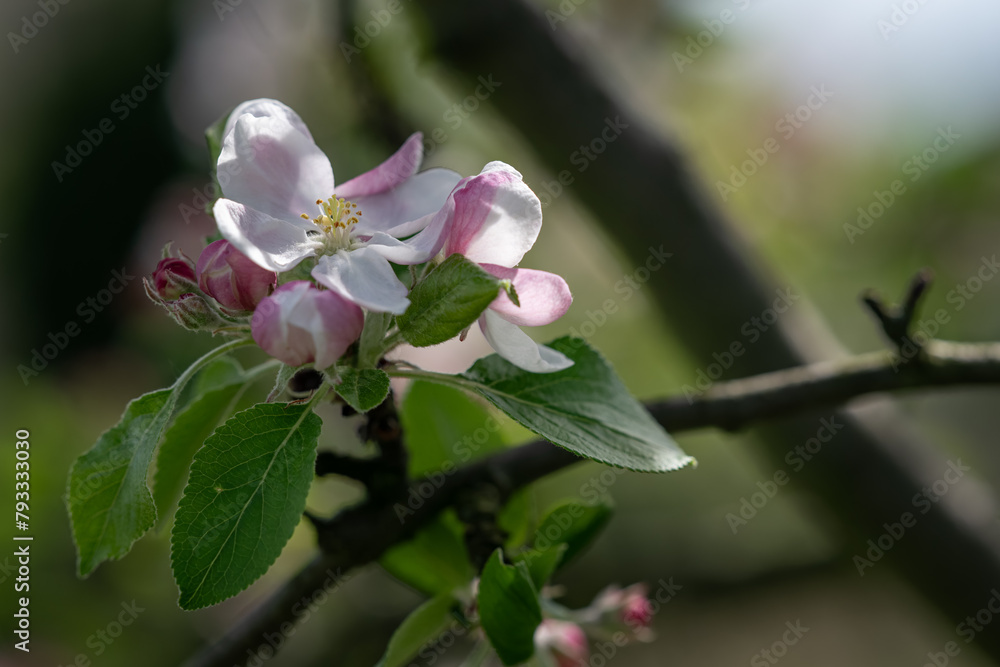 Obraz premium White flowers of an apple tree on a twig. 