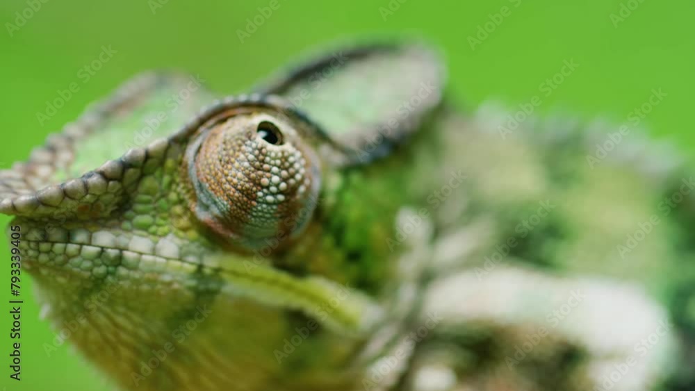 Extreme close up of eyes of Panther Chameleon (Furcifer pardalis) in Madagascar island. Extreme close up of eyes of Panther Chameleon (Furcifer pardalis) in Madagascar island.