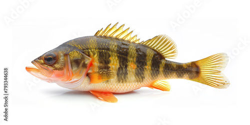 A detailed and vibrant image capturing a golden perch fish, showcasing its intricate scales and fins, isolated against a white background.