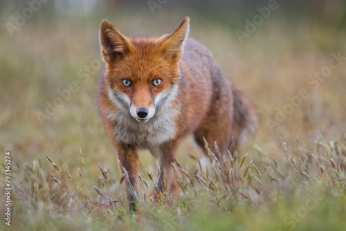 Red fox (Vulpes vulpes) in a flower meadow wide eyed hunting  photo