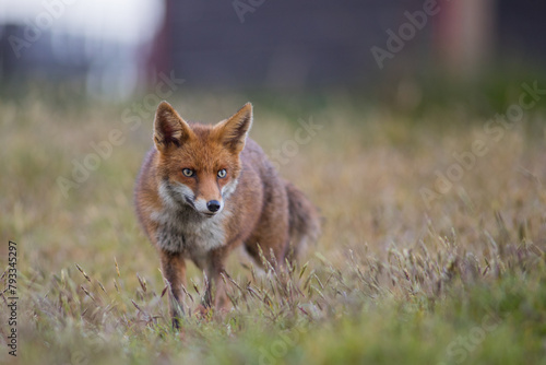 Red fox (Vulpes vulpes) in a flower meadow wide eyed hunting  photo