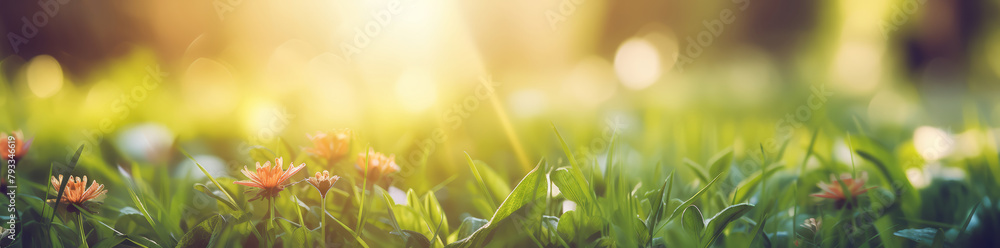 Beautiful spring summer natural landscape. Green meadow grass and flowers on blurred forest, garden or park background, bokeh lights on warm golden sunny day. Colorful bright nature panoramic banner.
