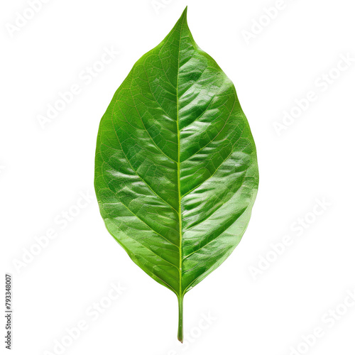 A vibrant green leaf stands alone against a transparent background complete with a handy clipping path for easy customization