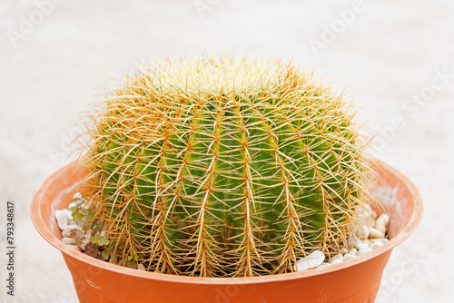 A very large green Cactus Echinocactus Gruzona with large spines close-up in a large brown pot - close-up, bokeh effect, blurred background, selective focus photo