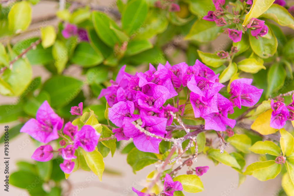 Luxury purple bougainvillea flowers on a branch, close-up, spring bloom