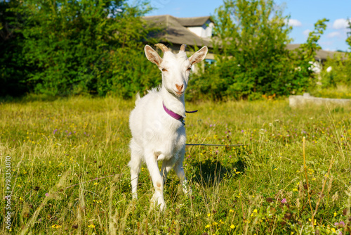 A white goat is standing in a field of grass