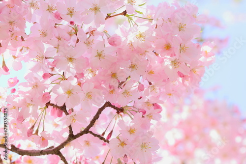 満開の思川桜のクローズアップ