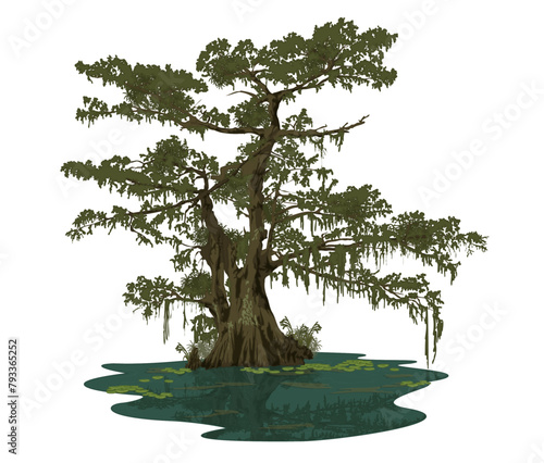 Swamp Scene