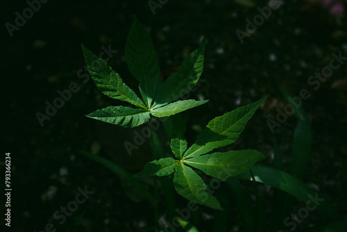 Green fresh leaves of marijuana grown on a plantation. CBD foliage plant on black background in a shade. Agriculture, growing cannabis on a farm.