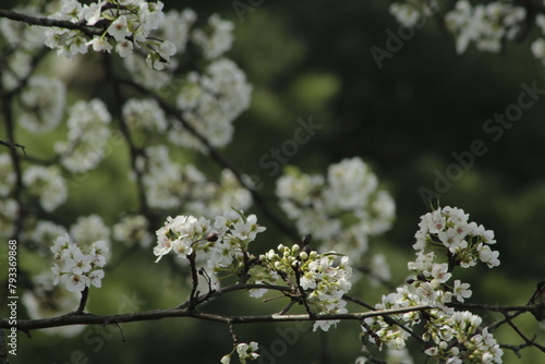 Flowering Pear