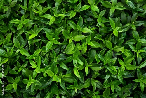 Nature's Harmony: A Serene Close-Up of Green Leaves, Inspiring Calmness and Peace.