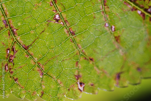 Macro shot of leaf spot disease in mulberry 
