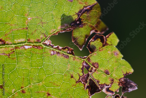 Macro shot of leaf spot disease in mulberry 