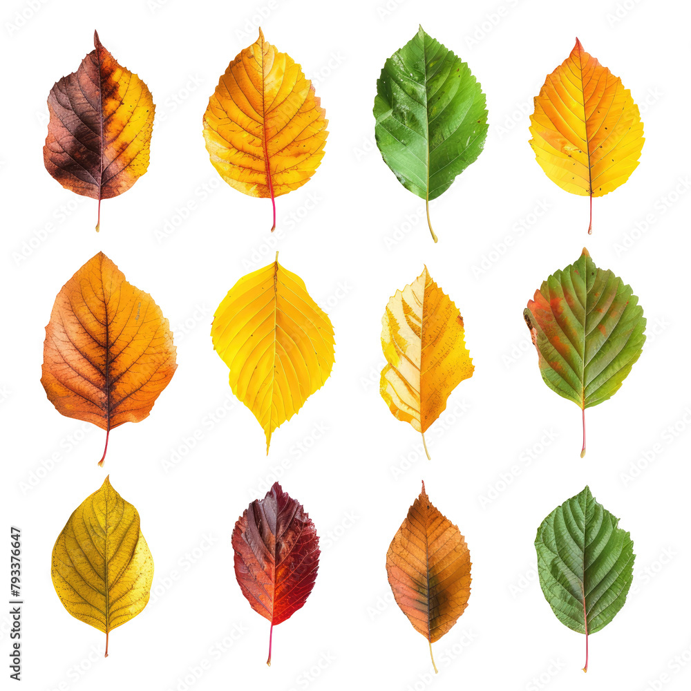 Autumn leaves set against a transparent background Autumn leaves set against a transparent background