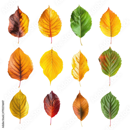 Autumn leaves set against a transparent background © TheWaterMeloonProjec