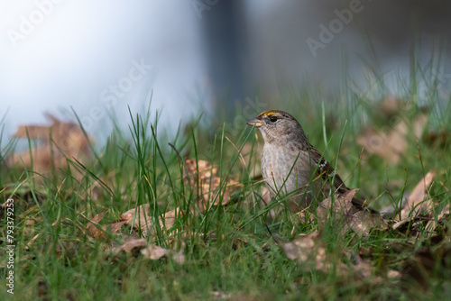 Golden-crowned sparrow foraging in the grass and leaves at Foothill Regional Park photo