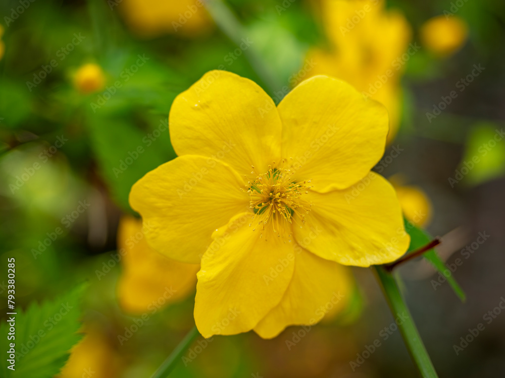 六枚の花びらを持つ山吹の花 六枚の花びらを持つ山吹の花