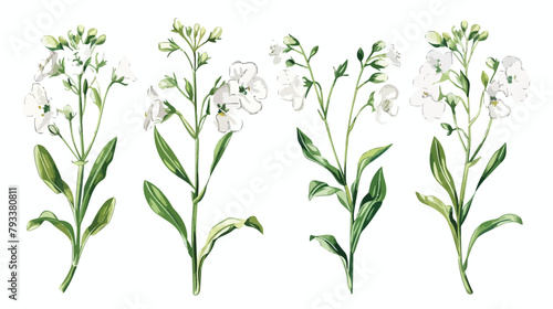 Shepherds purse flowers or inflorescences isolated on photo