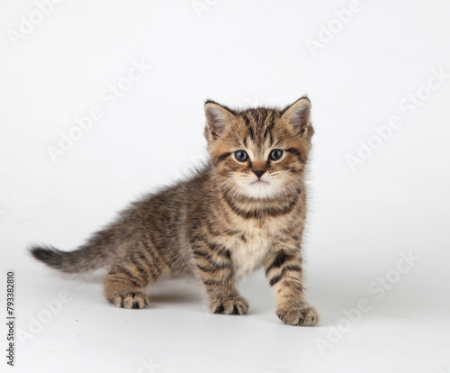 A small fluffy kitten stands on a white background