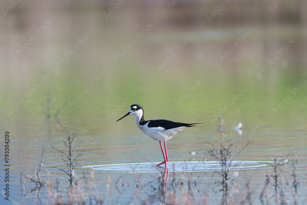 Obraz premium Black-necked Stilt wading in shallow water at Ellis Creek Water Recycling Facility 