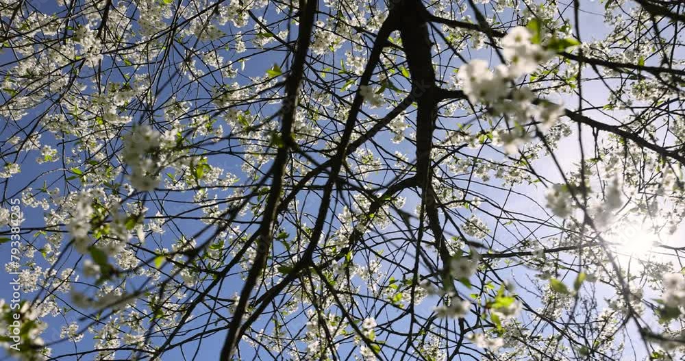 white cherry blossoms during flowering, white flowers on cherry trees in the orchard white cherry blossoms during flowering, white flowers on cherry trees in the orchard