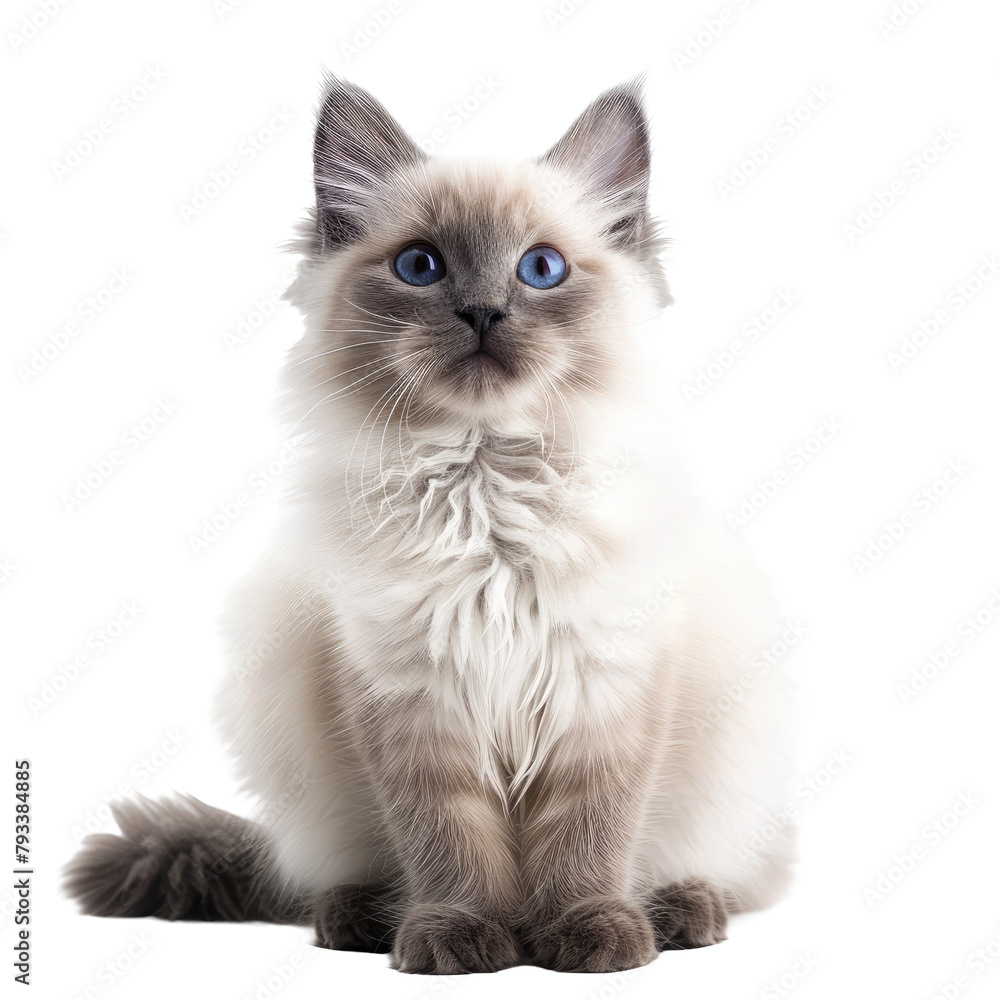 A lovely young Ragdoll cat captured against a transparent background