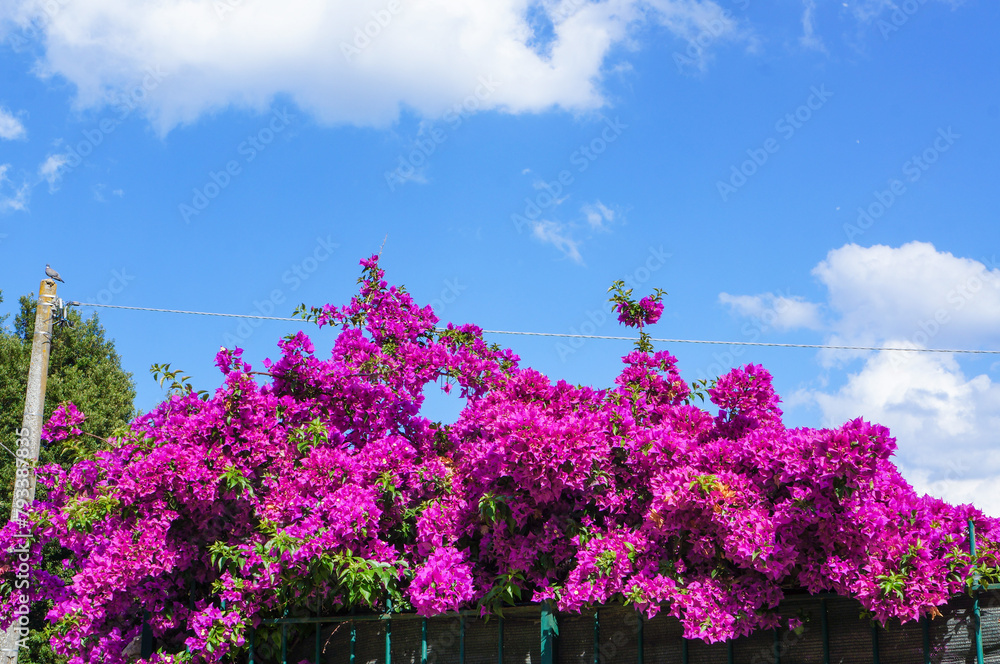 青空とピンク色の花の美しいコントラスト
