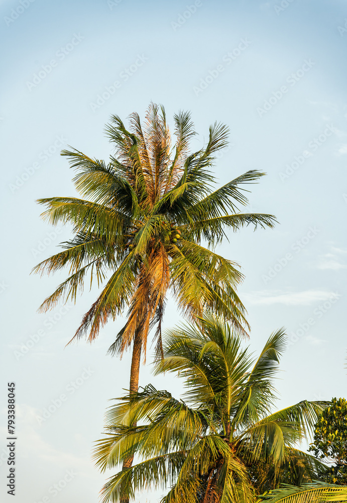 Fototapeta premium coconut trees on blue sky