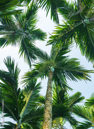 Looking up at the coconut trees from a low angle.