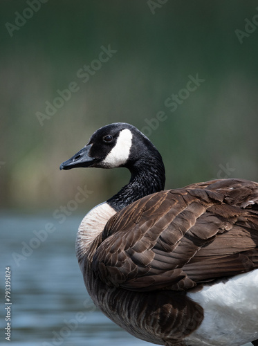 Profile portrait of a Canada Goose at Ellis Creek Water Recycling Facility  photo