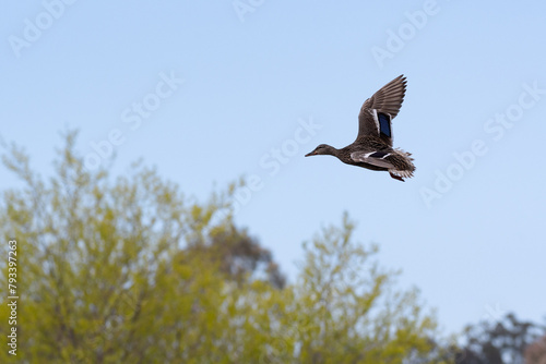 Flying female Mallard circles above the trees at Ellis Creek Water Recycling Facility  photo