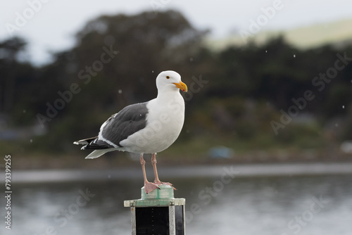 Western Gull Standing on a light in the rain at the marina in Bodega Bay