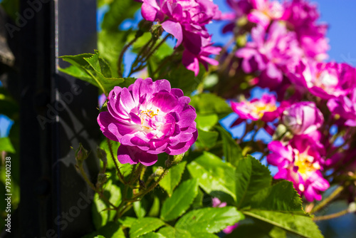 Veilchenblau purple pink flowers on shrub bloom in spring summer garden Purple flower buds with delicately fragrant petals. Gardening and horticulture