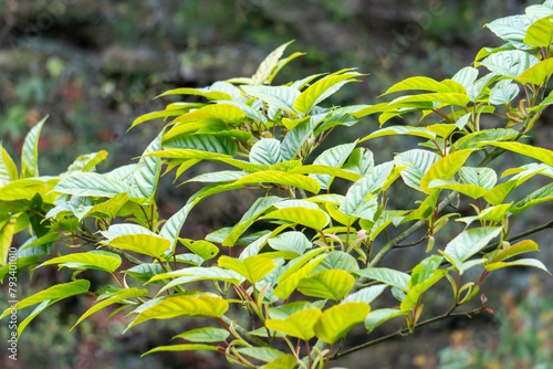 close up of leaves of tree