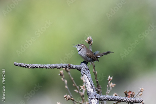 Bewick's Wren sings from a bare branch in the mountains photo