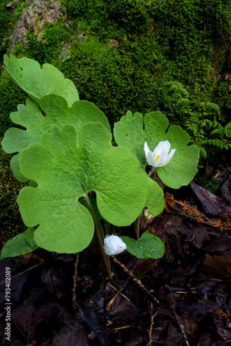 Leaves and flower buds of multiple spring ephemeral bloodroot perennial Sanguinaria canadensis photo