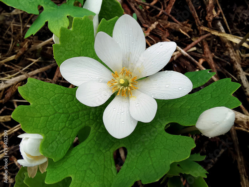 Fotografie Single flowering spring ephemeral bloodroot perennial Sanguinaria canadensis