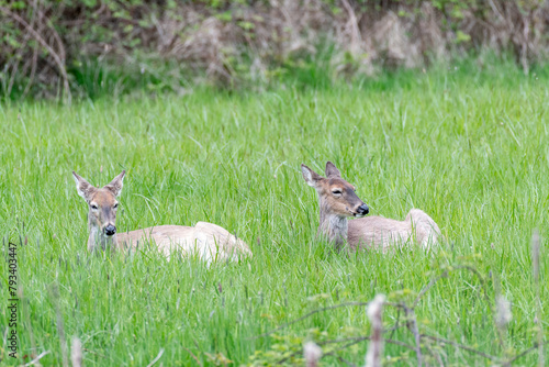 Two female mule deer resting in the grass at Ridgefield National Wildlife Refuge 