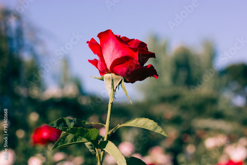A single red rosebud on a long stem in summer garden. Blooming rosebush against blue sky. Rosarium plants and flowers. Romantic floral wallpaper.