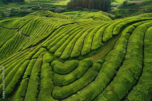 Aerial drone view of shapes of Cha Gorreana tea plantation at Sao Miguel, Azores, Portugal - generative ai