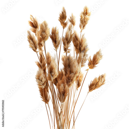 Dried flower spikelets of Falaris in their natural hue stand out against a transparent background isolated on transparent background photo