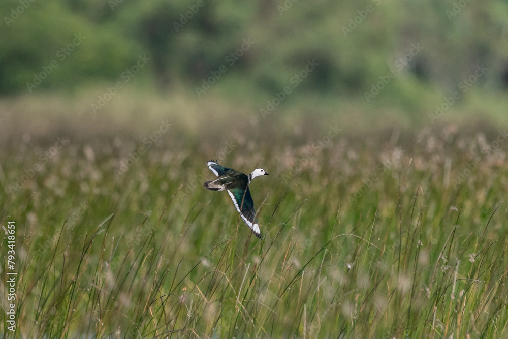 Cotton pygmy goose ducks in the migration season Cotton pygmy goose ducks in the migration season