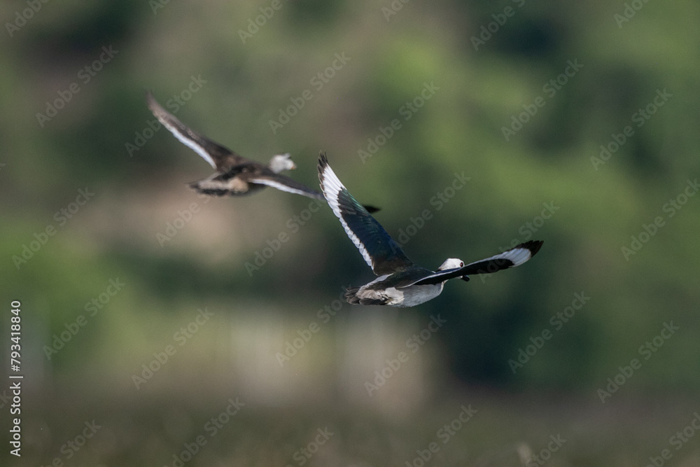 Cotton pygmy goose ducks in the migration season Cotton pygmy goose ducks in the migration season