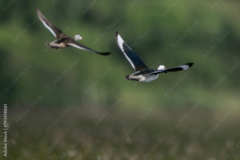 Cotton pygmy goose ducks in the migration season Cotton pygmy goose ducks in the migration season
