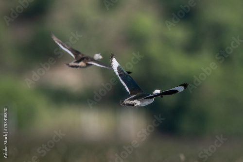  Cotton pygmy goose ducks in the migration season © wonderisland