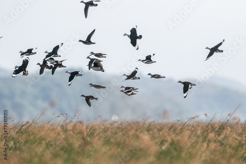  Cotton pygmy goose ducks in the migration season photo