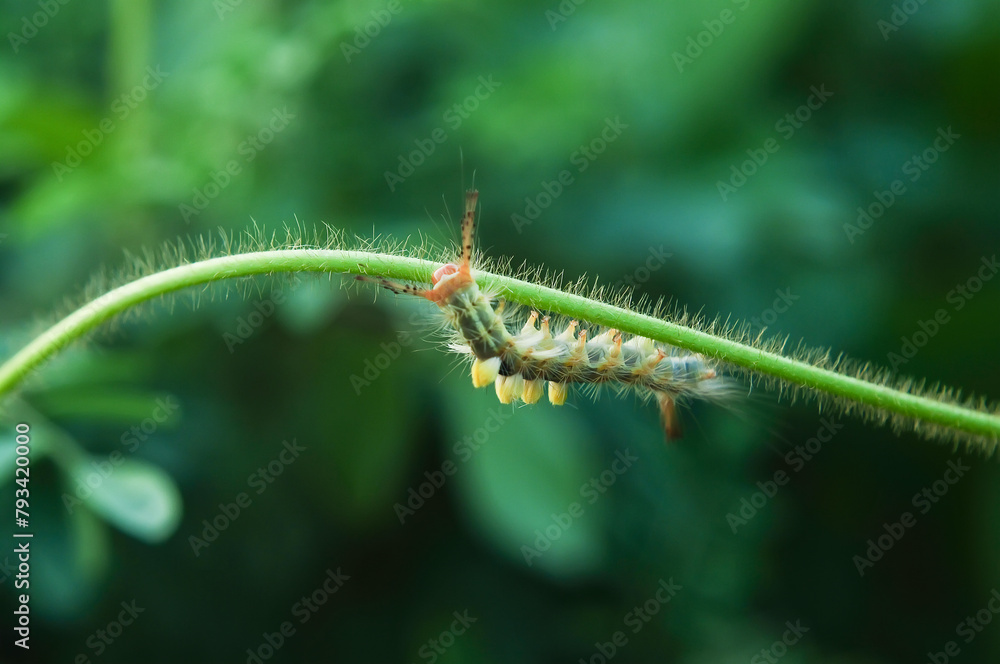 Caterpillar Brown Tussock Moth