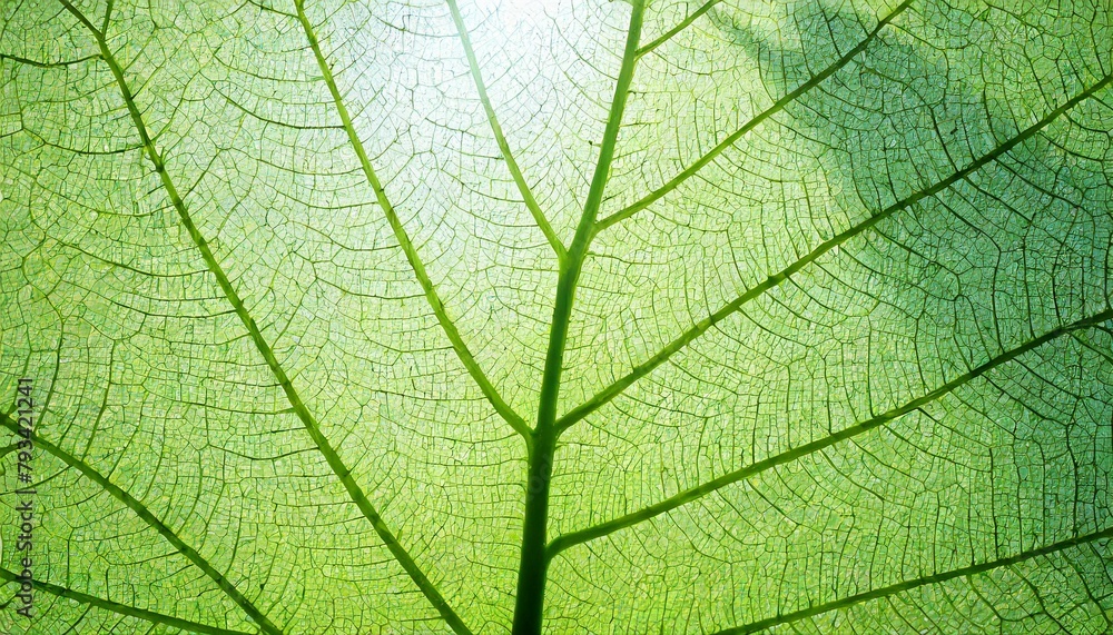 leaf vein leaf vein