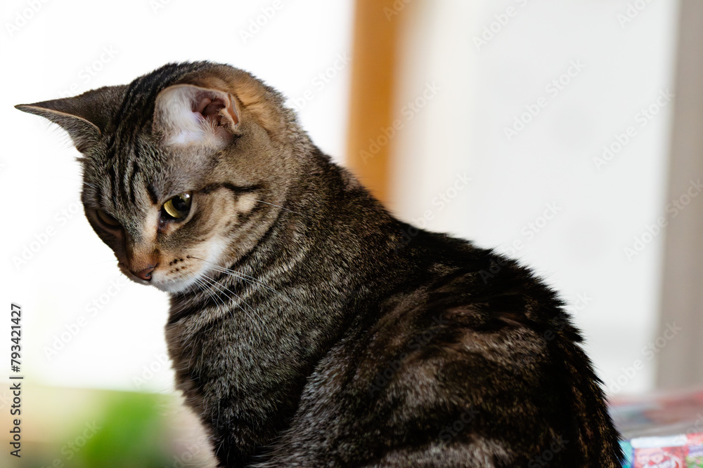 Selective focus close up of a house cat living domestic life copy space background image
